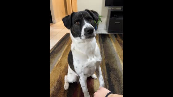 Dog gives owner an annoyed stare after being petted in Rochester, New York, USA