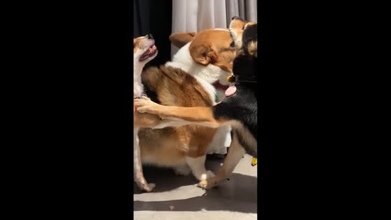Dogs engage in tense standoff, leaving corgi frightened in Zhejiang, China