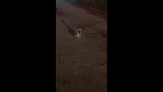 Fire hydrant mistaken for puppy in Shandong, China