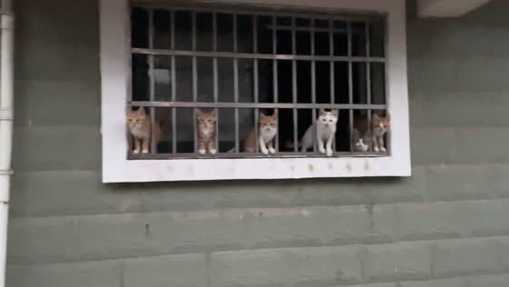 Cats line up in window and meow in harmony in Jiangsu, China