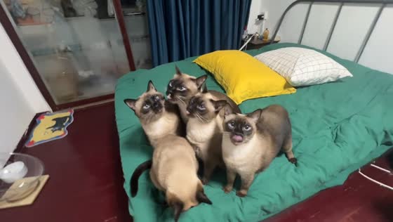 Cute cats perform synchronized nose-licking in Shandong, China
