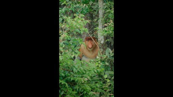 Proboscis monkey feeding on vegetation in Borneo forest