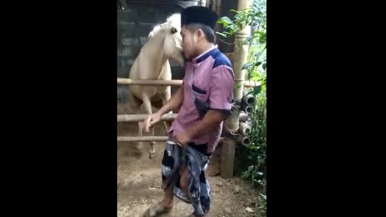 Close Encounter with a Horse in Malang, Indonesia: A Breeder's Friend Almost Gets Hurt
