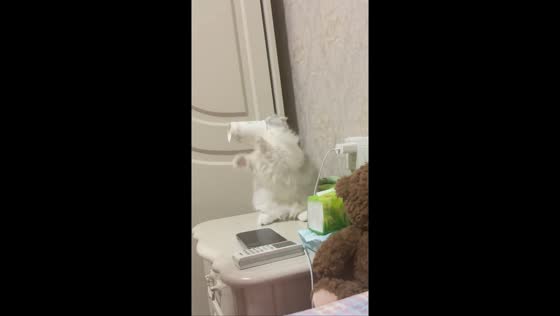 Persian cat gets its head stuck in a paper cup while playing in Zhejiang, China