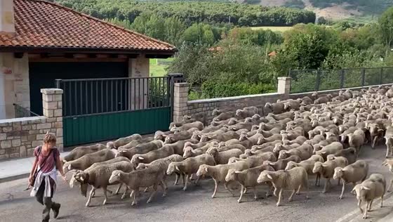 Shepherd leads 1,400 sheep through Cervera de Pisuerga, Spain