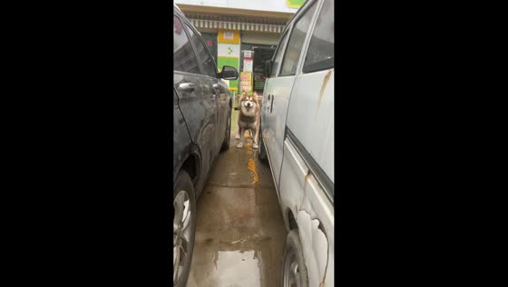Playful dog chases owner around vehicle in Yunnan, China