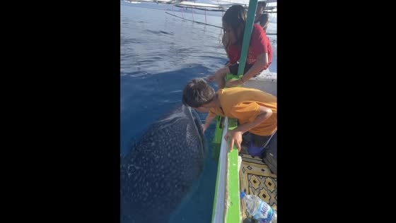 Whale sharks in Sumbawa: local children feed and pet these gentle giants!