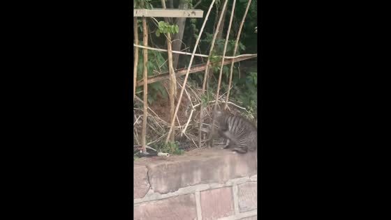 Cat confronts snake in tense roadside encounter in Sichuan, China