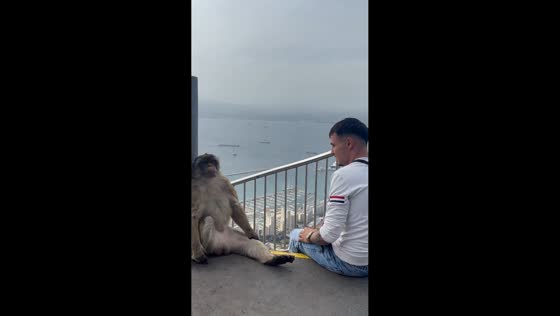Man pretends to chat with unbothered monkey in Gibraltar, UK