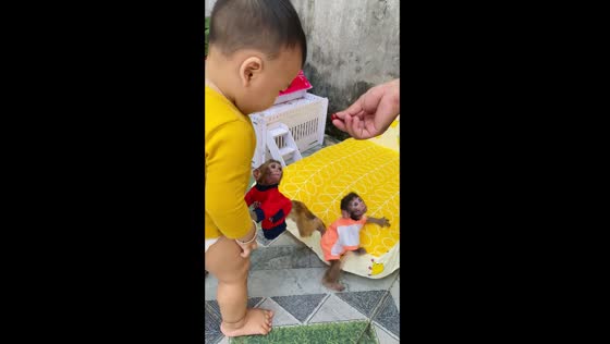 10-month-old Pika and Golden monkeys scramble for treats 
