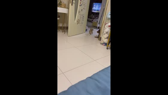 Adorable puppy stretches and yawns in Shandong, China