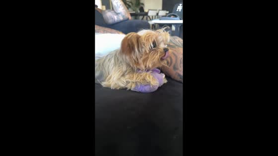 Dog playfully snarls while guarding toy from owner in Irvine, California, USA