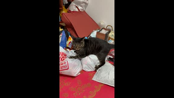 Cat gets startled after being caught rummaging through snack packs in Anhui, China