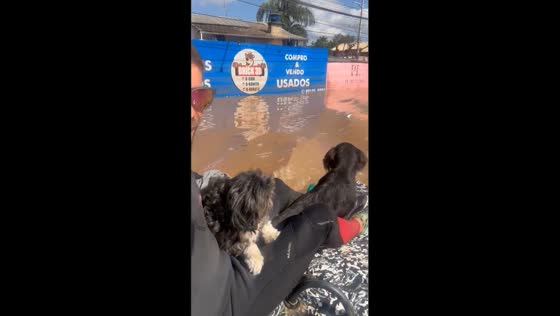 Rescue mission: saving dogs and people stranded in flooded areas