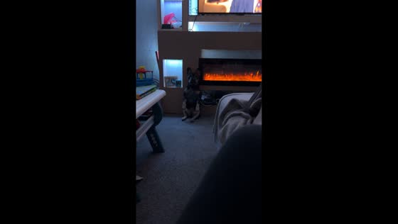Dog sits upright in unusual posture in Wolverhampton, UK