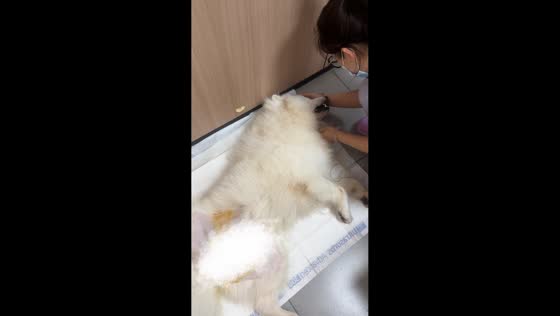 Samoyed dog calmly responds to vet visit in China