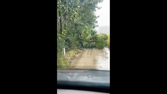 A Man removed fallen tree in Jiangsu, China