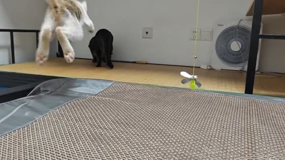 Cat’s sneak attack fails as it falls between beds in Guangdong, China