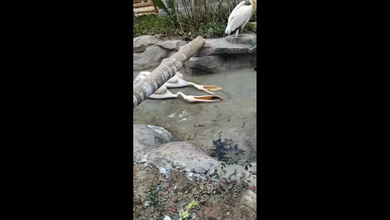 Two Great White Pelicans struggle to catch fish in Guizhou, China