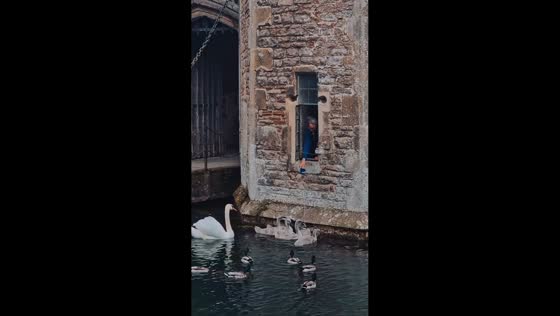 Man feeds swan family and ducks in Wells, England