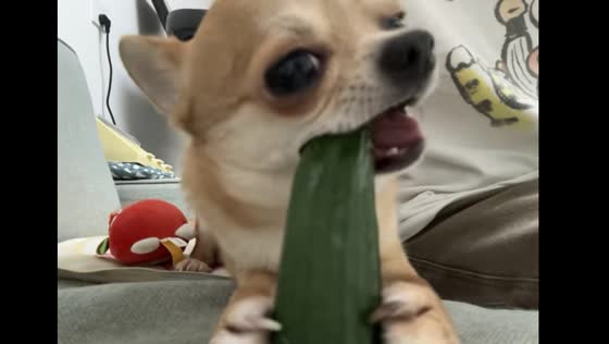 Chihuahua enjoys munching on cucumber in Jiangsu, China