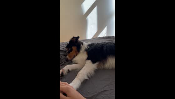 Dog’s dramatic reaction to stopped petting in Kyiv, Ukraine