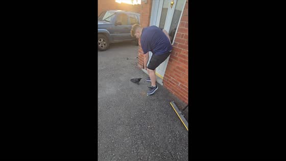 Crow targets person in Derbyshire, UK