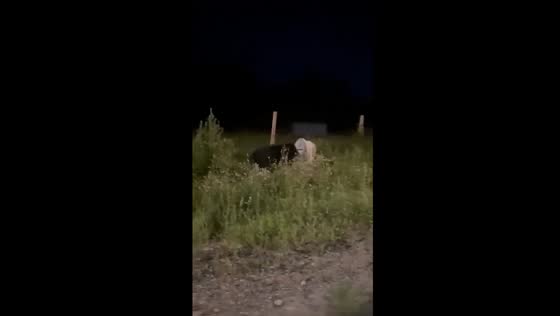 Bear with can stuck on head roams near Primorye's Barabash village