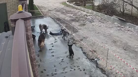 Dogs leave prints on fresh concrete in Kharkiv