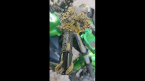 Caterpillars and insects infest motorcycle in Silver Springs, Florida, USA