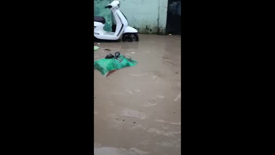 Two rats floating on a garbage sack during flooding in Cebu, Philippines