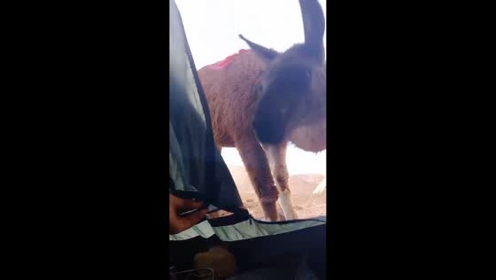Llama surprises cyclist inside tent in La Poma, Salta, Argentina