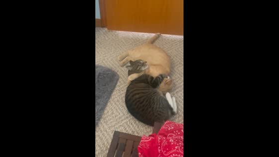 Two cats engage in playful scuffle in Chicago, Illinois, USA