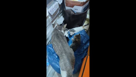 Cat carries kitten into store in Casablanca, Morocco