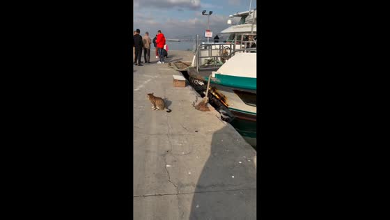 Crow pecks cat’s tail during standoff in Istanbul, Turkey