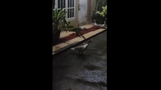 Snake tries to eat duck but gets stuck in gutter