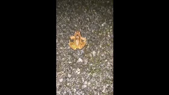 Person films frog hopping in front of them in Ireland