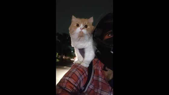 Motorcycle ride with cat on shoulder captured in Bengaluru 