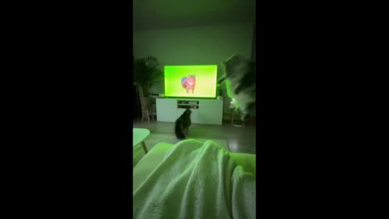 Cats startled by television in Boom, Belgium