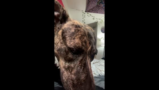Dog sneaks Cheerios and tries to escape in Texas, USA