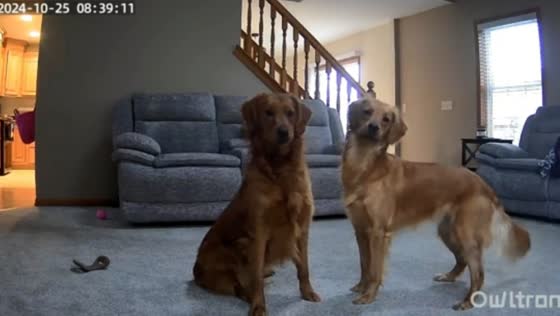 Dogs stop playing after owner talks through security camera