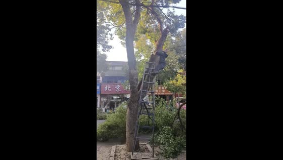 Man almost falls while cutting branches in Jiangsu, China