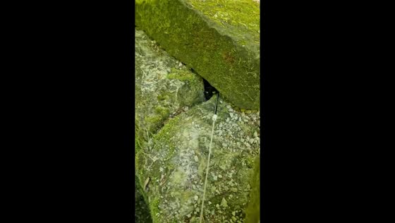 Cat hides in small cave and refuses to come out in Beaufort County, South Carolina, USA