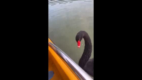 Black swan pecks boater during playful encounter in Guangdong, China