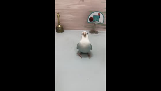 Bird performs several backflips in Hebei, China