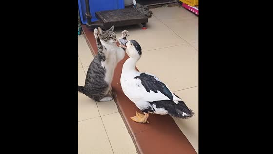 Cat and duck fight in Guangxi, China