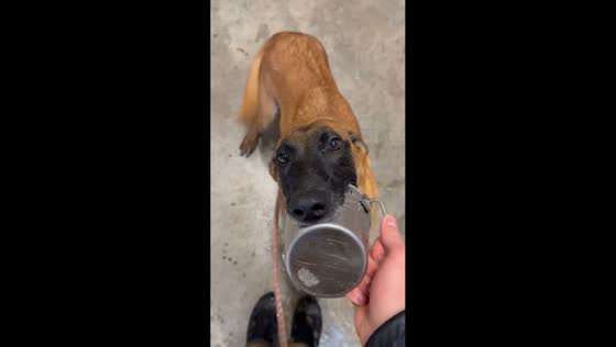 Pet dog takes possession of ice bucket in Loudon, Tennessee, USA