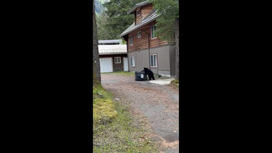 Black bear struggles to open garbage bin in Juneau, Alaska, USA