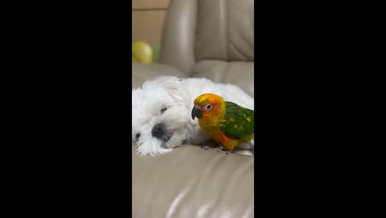 Parrot and pooch playtime: Yangju-si, South Korea