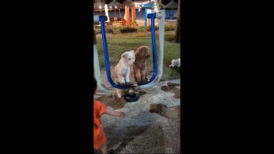 Dogs enjoy swaying on outdoor air walker in Da Nang, Vietnam